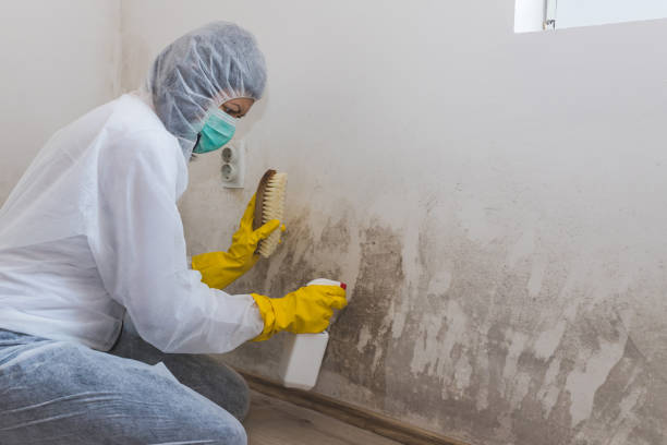 Best White Mold Remediation in Wchester, IN