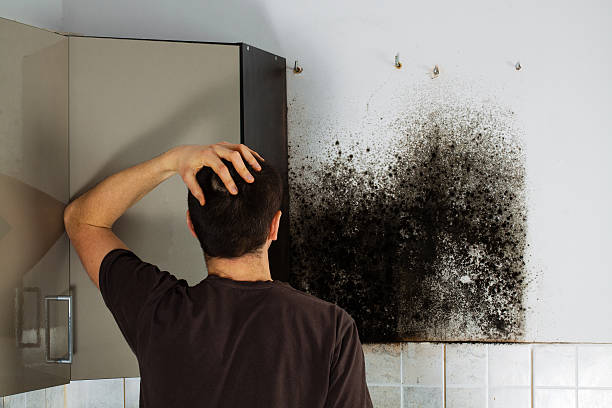 Best Black Mold Remediation in Wchester, IN